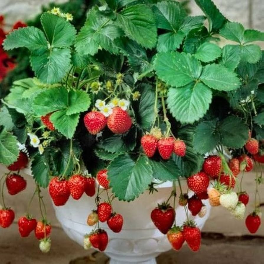 Eversweet (strawberry) for planting in garden